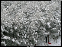 El bosque nevado