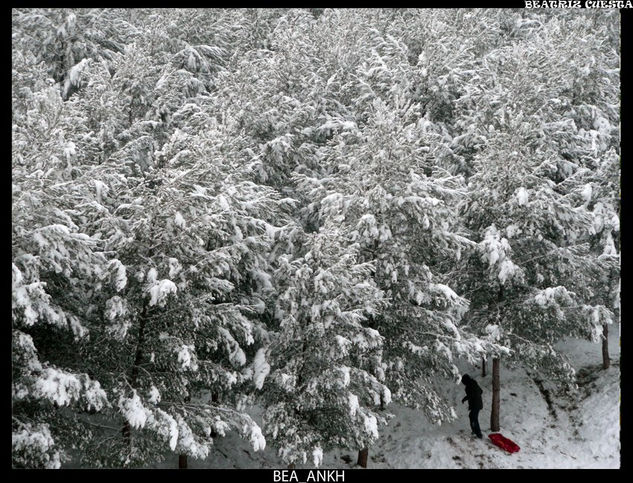 El bosque nevado 