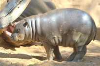 Hijopotamo