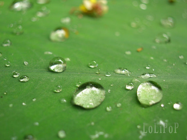 Lluvia en soledad 