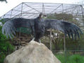 Condor de los Andes