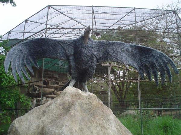 Condor de los Andes 