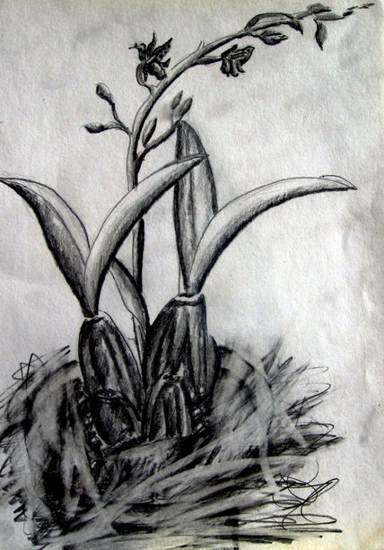 Orquideas