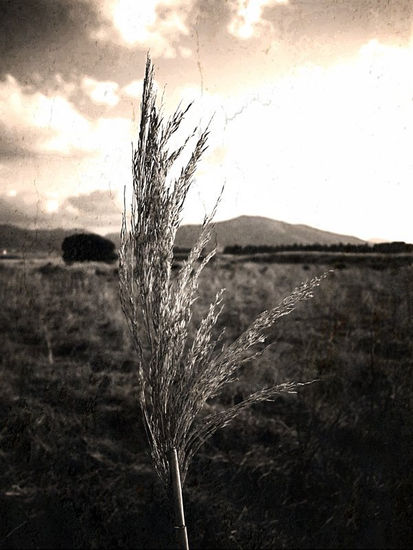 Arbusto solitario Otras temáticas Blanco y Negro (Digital)