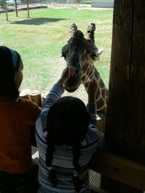 Lizbet en el zoo