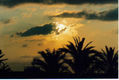 Amanecer con palmeras