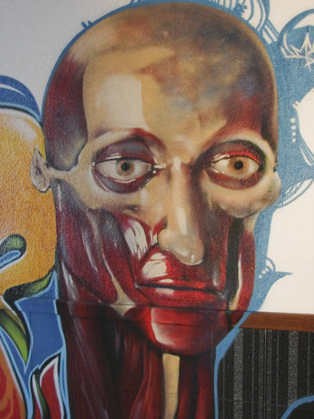anatomia