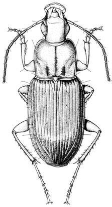 Platyderus preciosae Campos y Novoa, 2004 Tinta