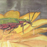 ANIMALADAS ILUSTRADAS thumbnail 2