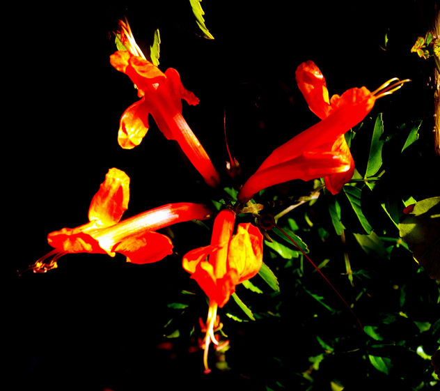 JAPAN 3