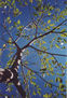 Al Cielo