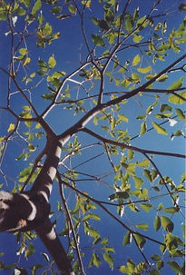 Al Cielo