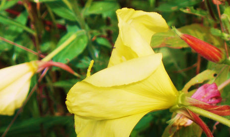 naturaleza