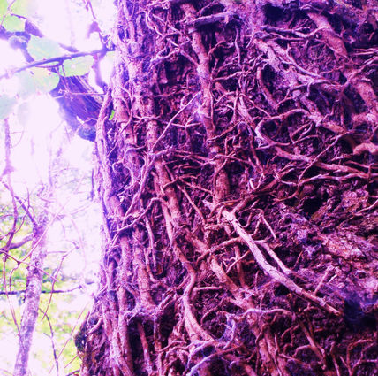 El bosque encantado 3