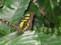 Mariposa en descanso