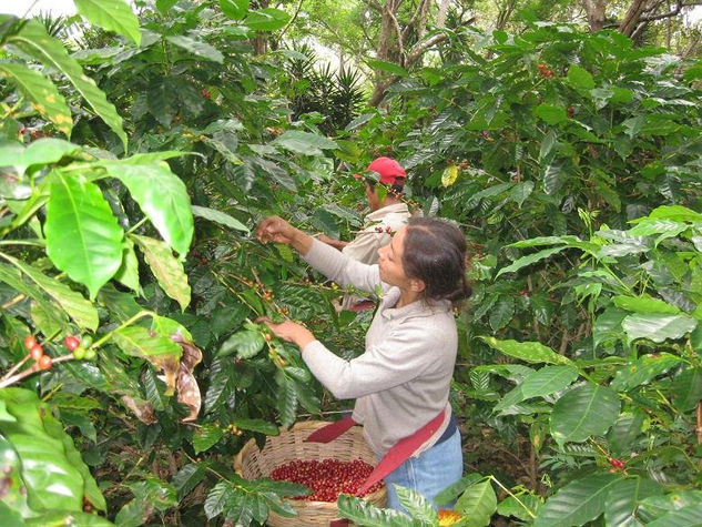 De la planta a su taza, cafe si senor 