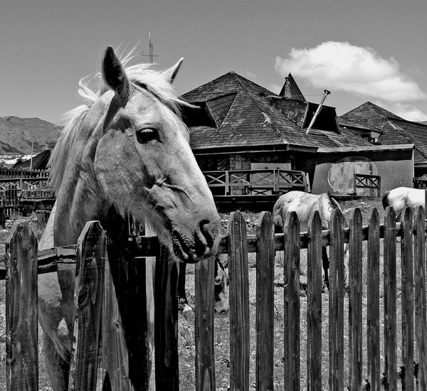 Caballos en el cerro2 Viajes Blanco y Negro (Digital)