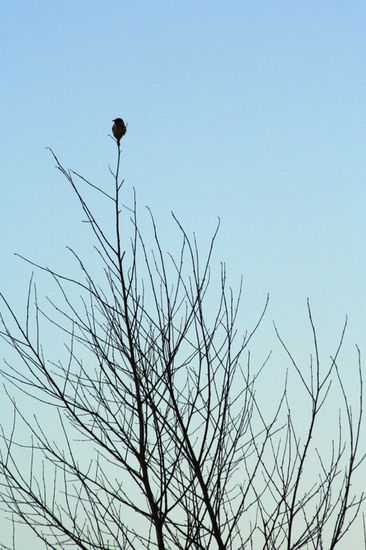 Atento al pajarito 2 