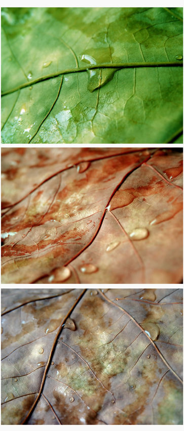 Colores de otoño