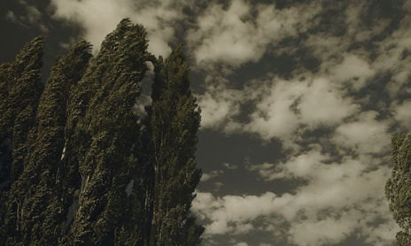 Campo