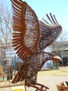 aguila
