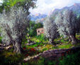 Olivos en Mallorca