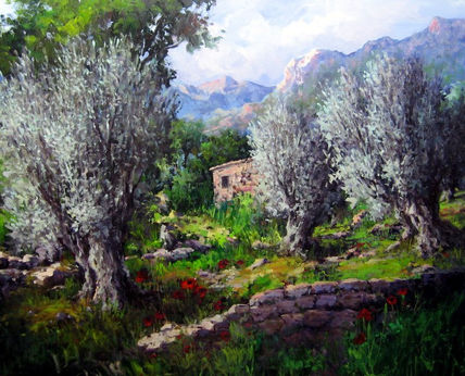 Olivos en Mallorca