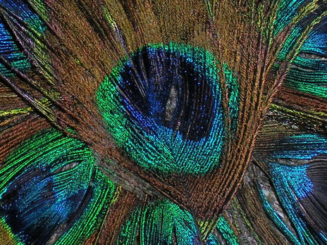 Bursting feathers