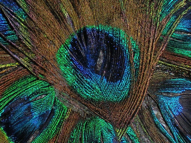 BURSTING FEATHERS