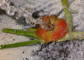 composicion natural