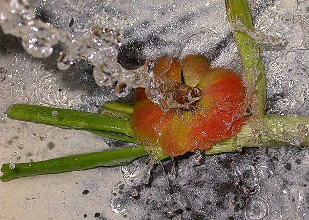 composicion natural 