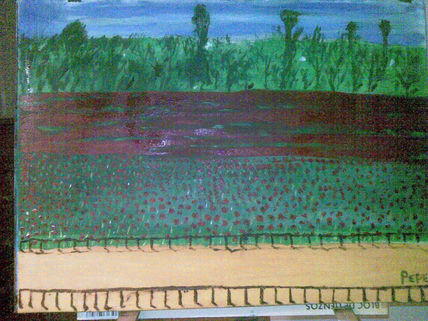 Amapolas
