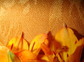 rosas ambar