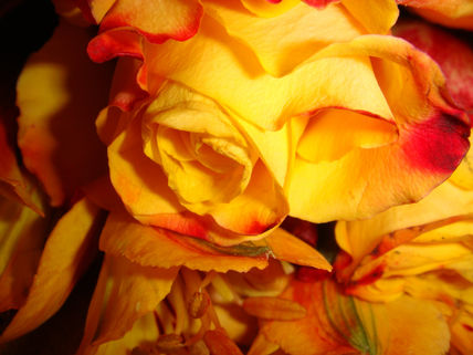 Flores