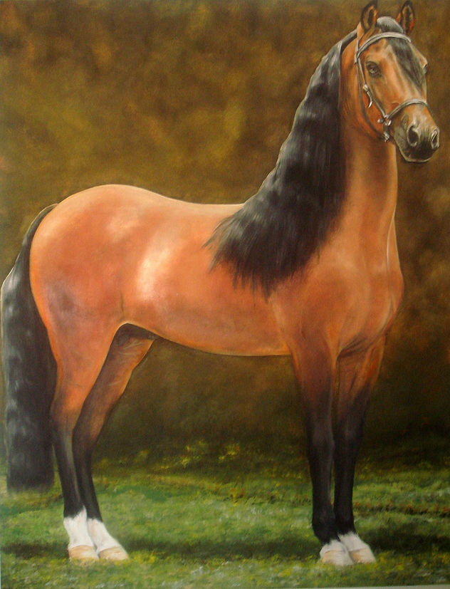 CABALLO DE TROCHA PURA COLOMBIANA 1