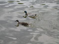 Patos