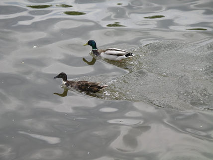 Patos