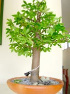 Bonsai Arbol del Caucho Decoración Varios