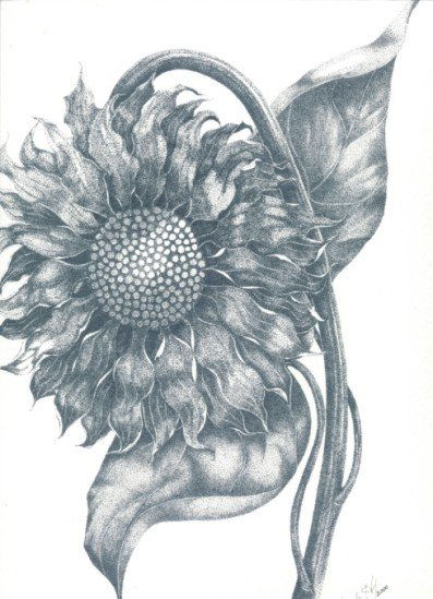 Girasol Tinta