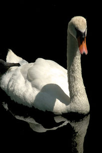 Cisne