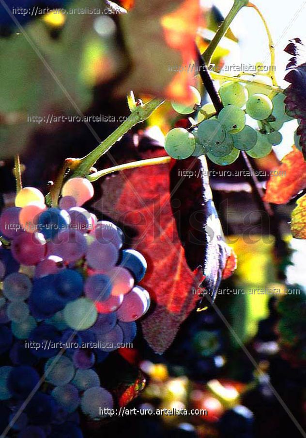 RACIMOS DE UVAS