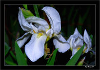 Flores en la noche