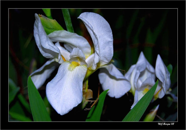 Flores en la noche Nature Color (Digital)