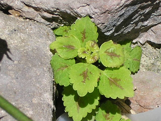 verde y gris