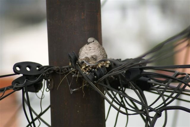 Mi casa tiene Cable 