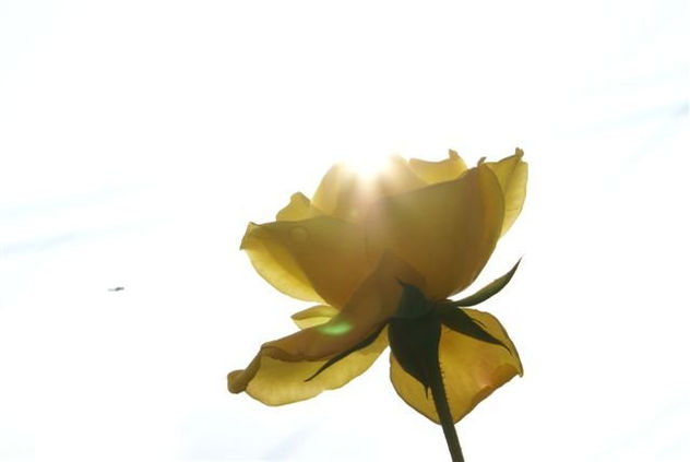 Tapando el sol con solo un rosa