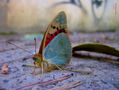 Macro.
