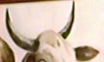 ANIMALES
