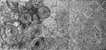 metamorfosis