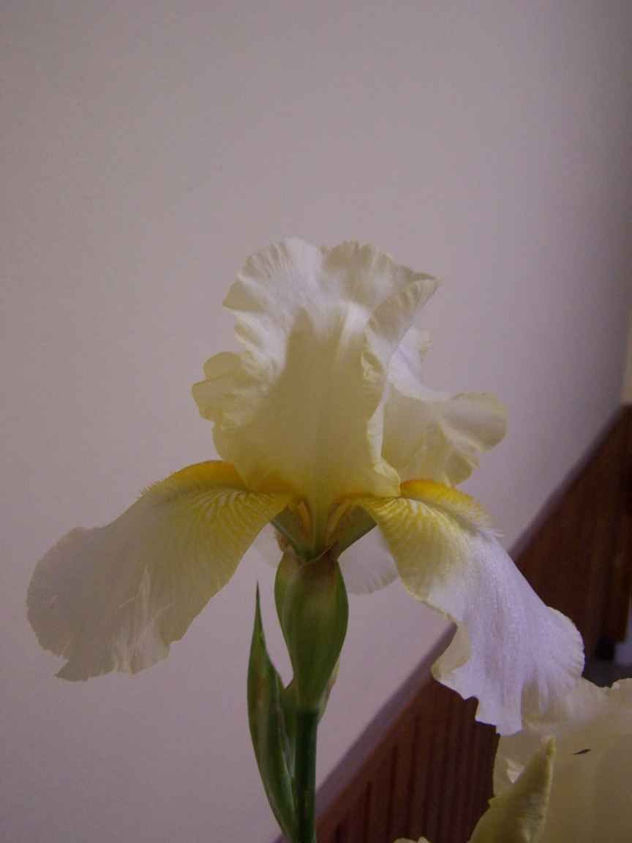 FOTO50